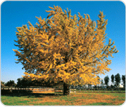 나무 : 은행나무